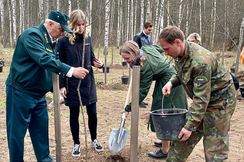 Посадки деревьев в рамках акции «Сад памяти» начнутся в Ленобласти в конце апреля | ИА Точка Ньюс