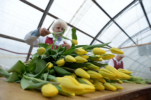 Цветочный бум: Ленобласть готовится к 8 марта | ИА Точка Ньюс