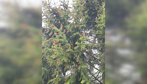 Росприроднадзор успокоил жителей Ленобласти по поводу розовых шишек на елях | ИА Точка Ньюс