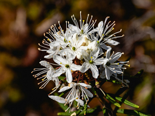 Жара спровоцировала цветение опасного растения в Ленобласти | ИА Точка Ньюс
