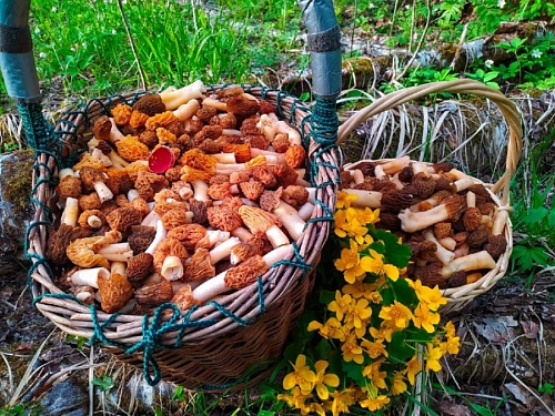 Любители «тихой охоты» в Ленобласти похвалились полными корзинами грибов | ИА Точка Ньюс