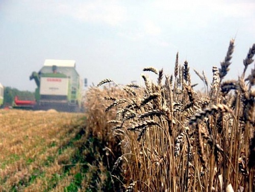 Аграрии Ленобласти произвели на 2,4 % больше продукции в 2022 году | ИА Точка Ньюс