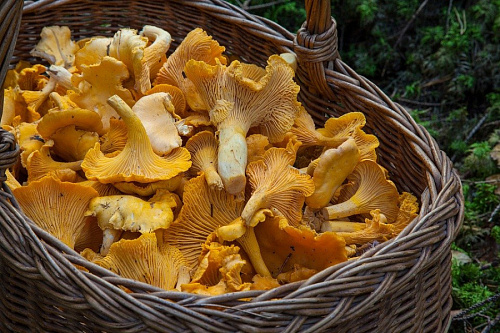 Любителям «тихой» охоты в Ленобласти дали прогноз по урожаю грибов в этом году | ИА Точка Ньюс