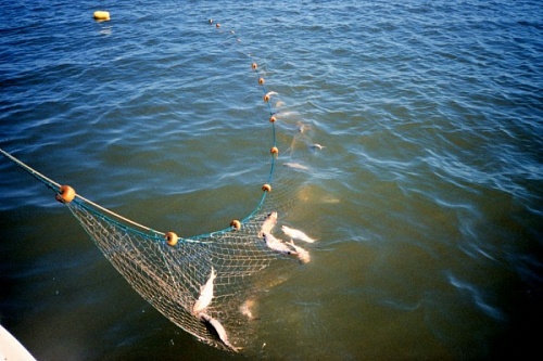 Петербургские браконьеры наловили в озере под Кингисеппом рыбу на 221 тыс. рублей | ИА Точка Ньюс