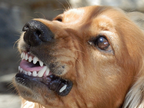 Штрафы до 30 тысяч: законопроект о выгуле собак без намордников добрался до Госдумы | ИА Точка Ньюс