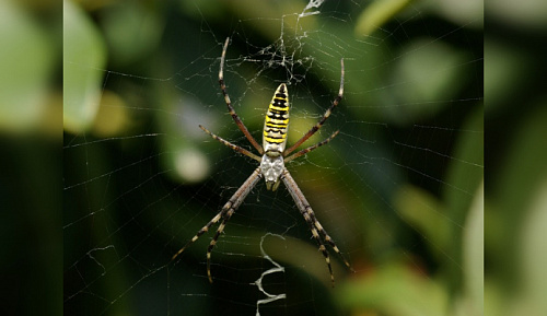 Красивые и опасные: когда южные пауки-осы доберутся до Ленобласти | ИА Точка Ньюс