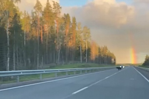 Жителей Ленобласти умилил перебегающий дорогу медвежонок на фоне радуги | ИА Точка Ньюс